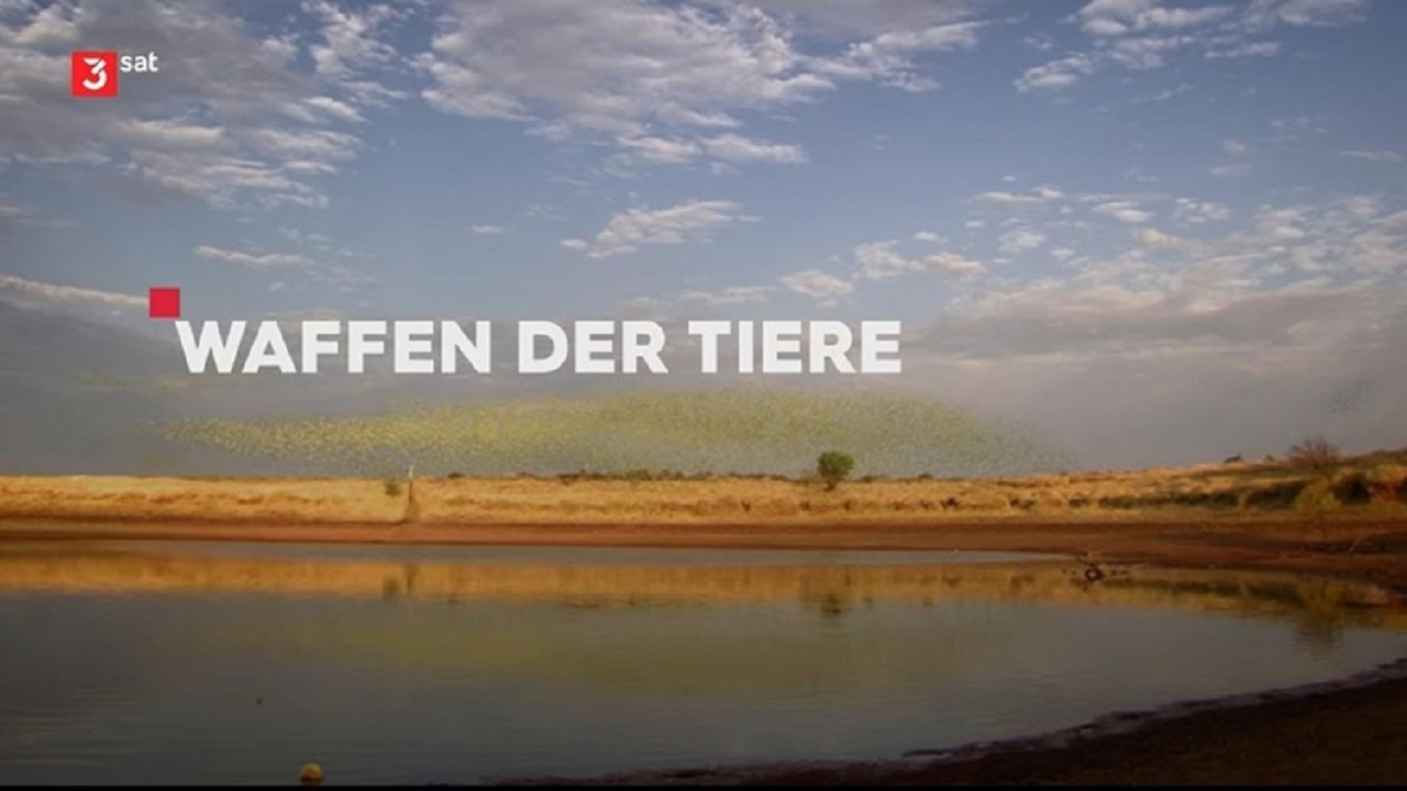 «نبرد توانمندیهای حیوانات» در قاب شبکه مستند