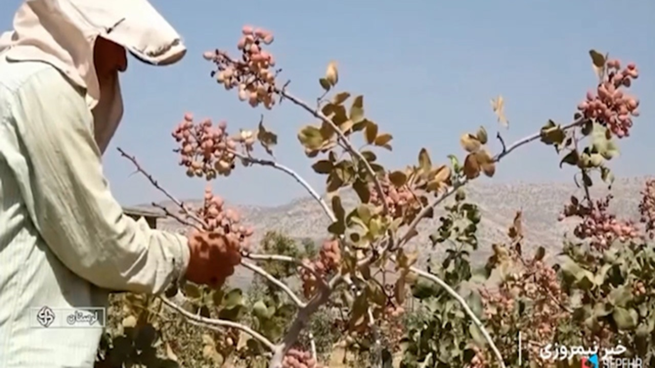 کارآفرینی زوج روستایی لرستانی از شالی تا پسته + فیلم