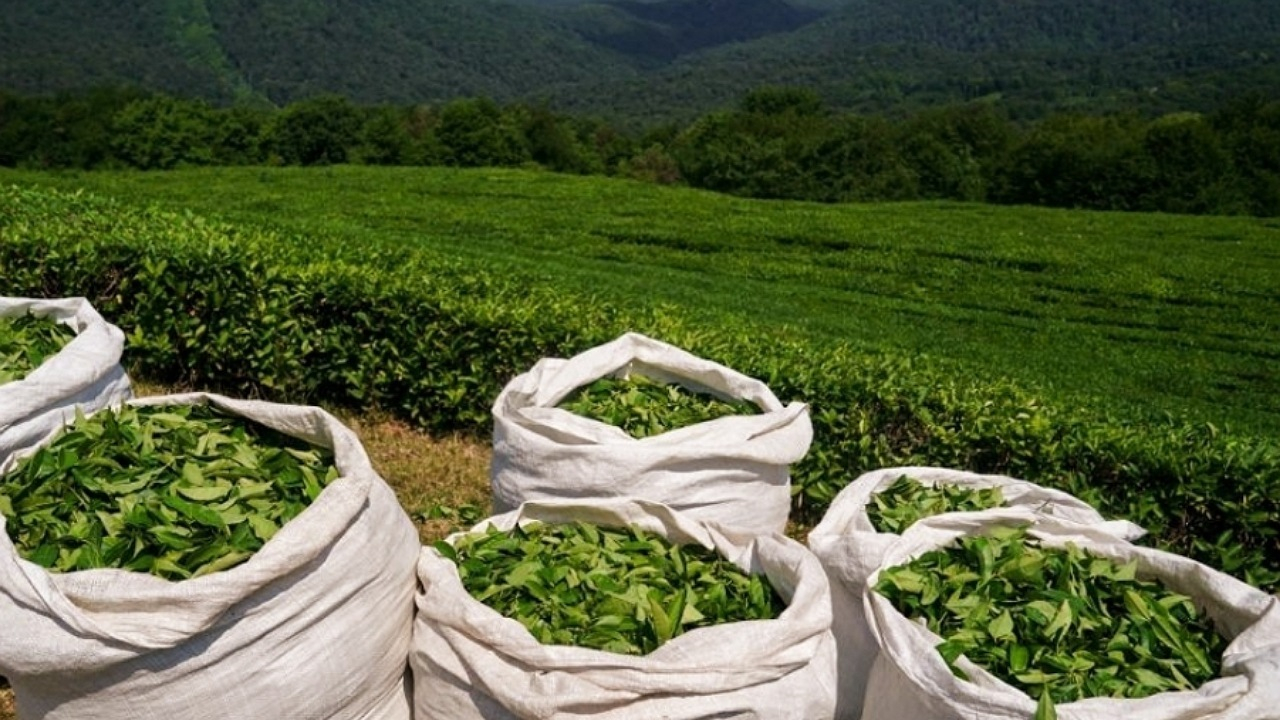 صادرات چای ۱۰ درصد افزایش یافت/ ترکیه مقصد اول چای صادراتی ایران