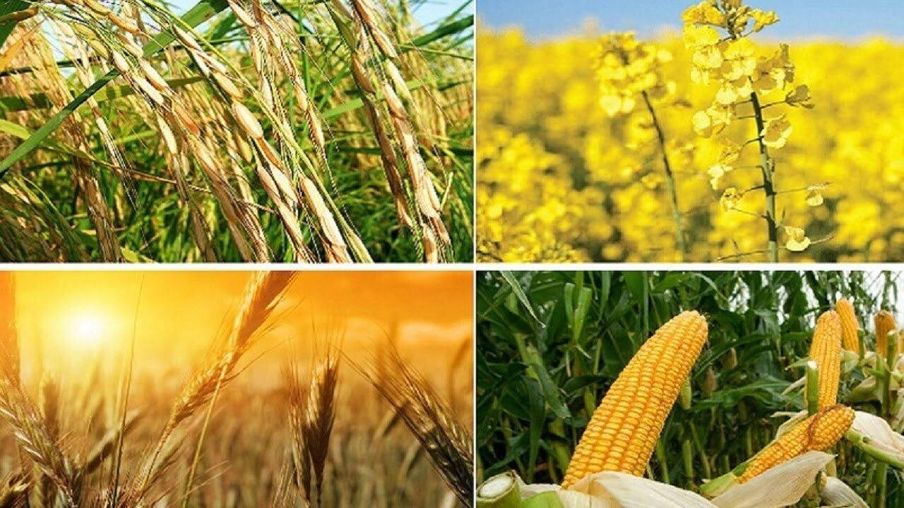 افزایش بهره وری تولید راه حلی برای دستیابی به خودکفایی محصولات اساسی