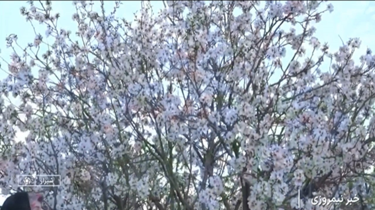 شکوفههای رنگارنگ بادام در آستانه بهار طبیعت + فیلم