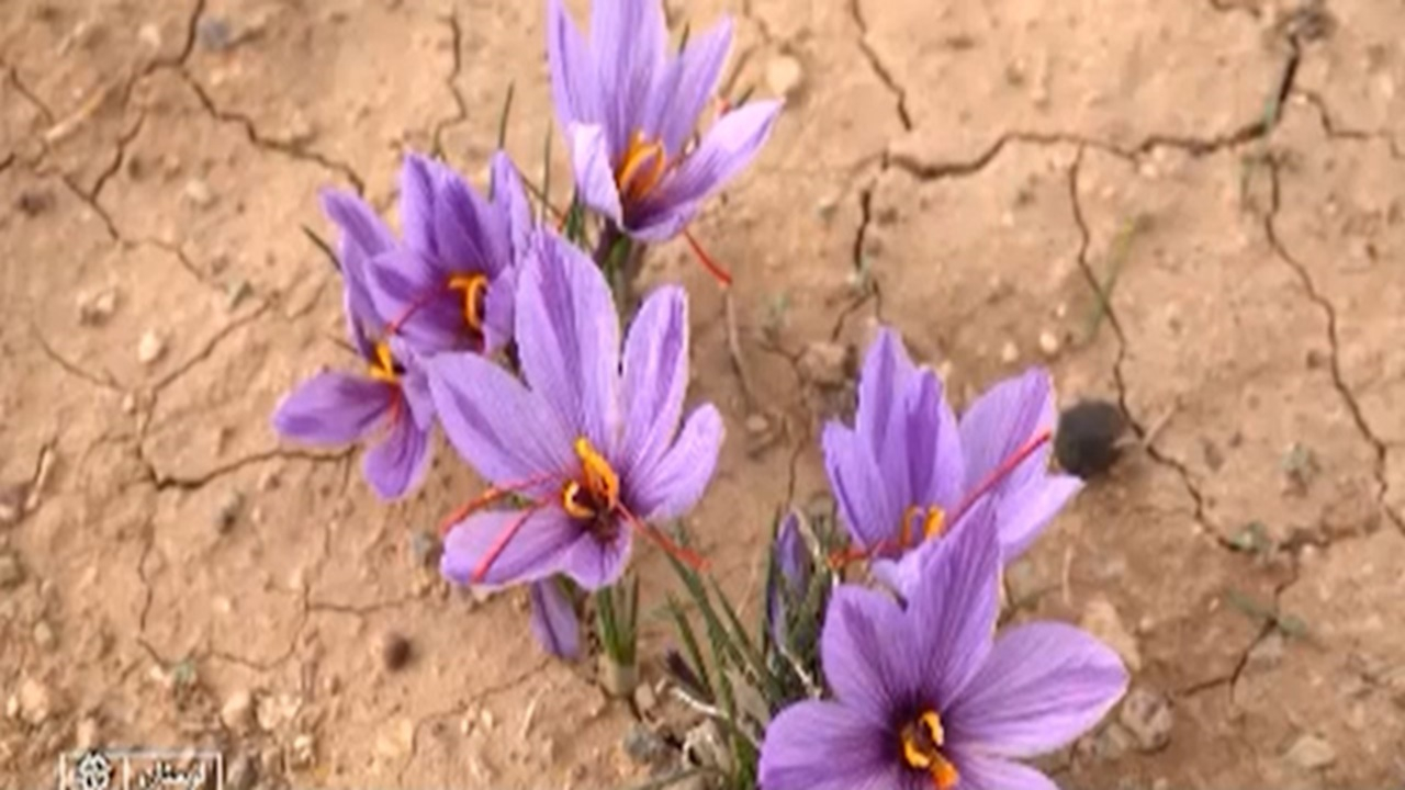 آغاز برداشت زعفران در لرستان + فیلم