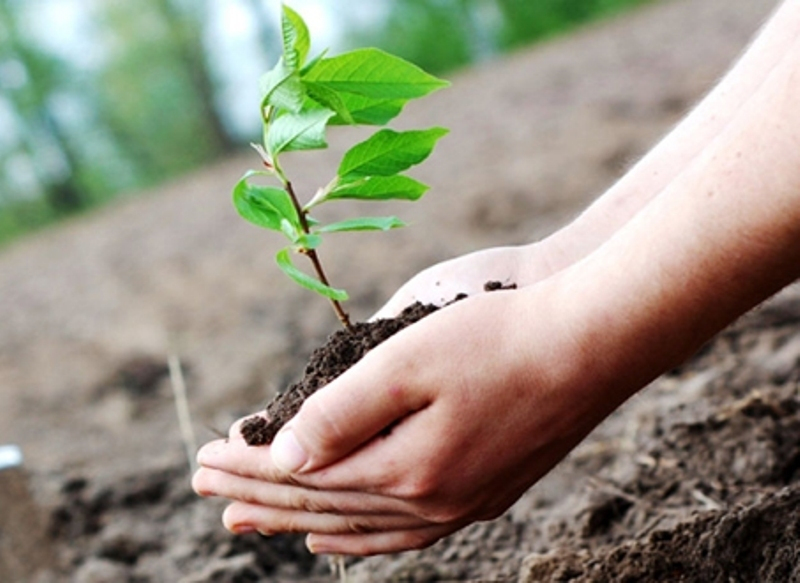 استفاده از ظرفیت بخش خصوصی برای حفاظت و احیای ۱۳۵ میلیون هکتار عرصه منابع طبیعی