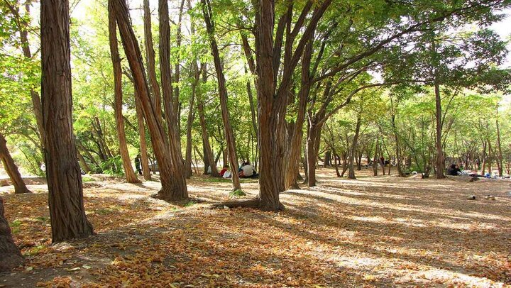 علت آسیب به درختان چیتگر