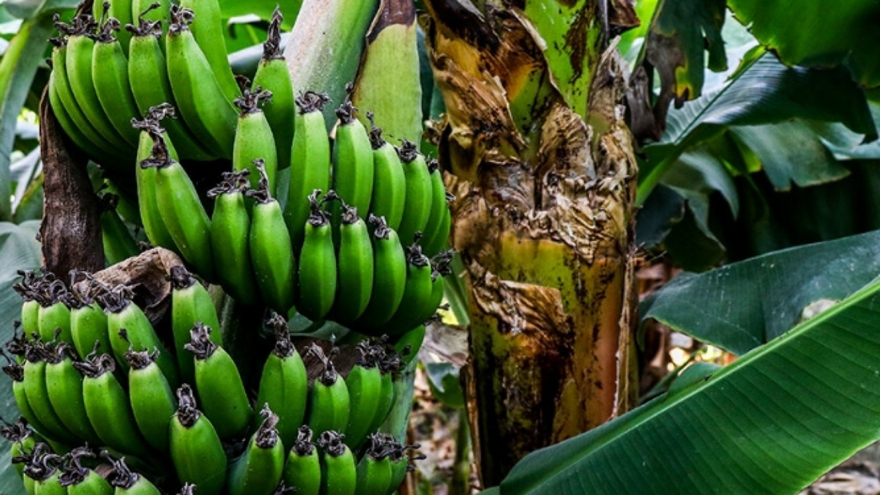 گمرک توقف واردات موز را تکذیب کرد