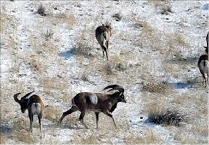 شناسایی ۴۵۷ گونه جانوری در اکوسیستم‌های آبی و خشکی کردستان