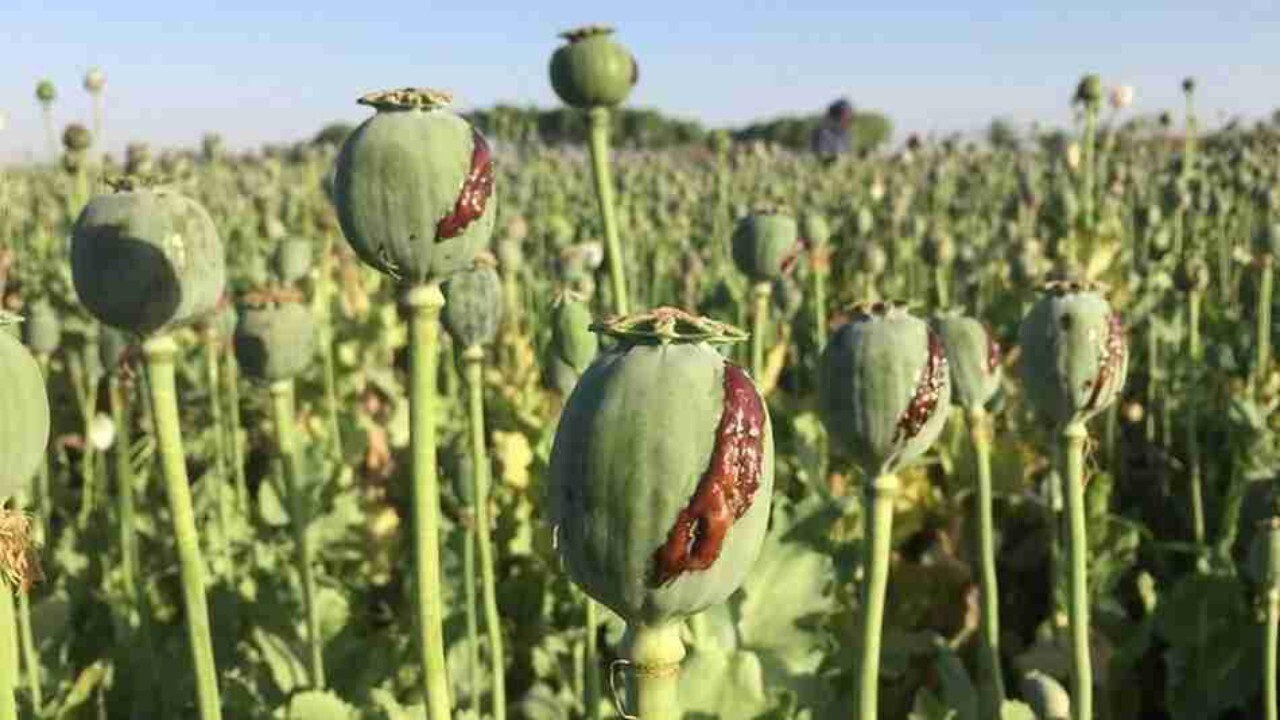 طالبان طرح ۵ ساله معیشت جایگزین برای ممنوعیت کشت خشخاش را تصویب کرد