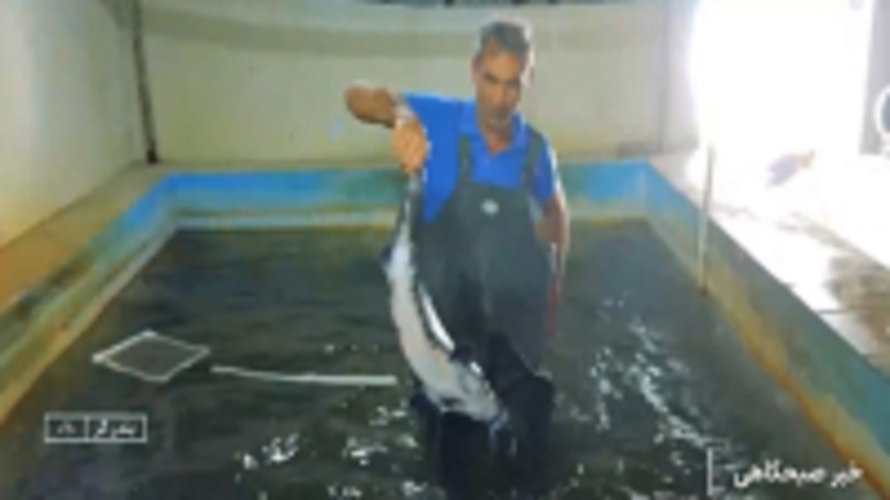 پرورش ماهی خاویاری در منزل + فیلم