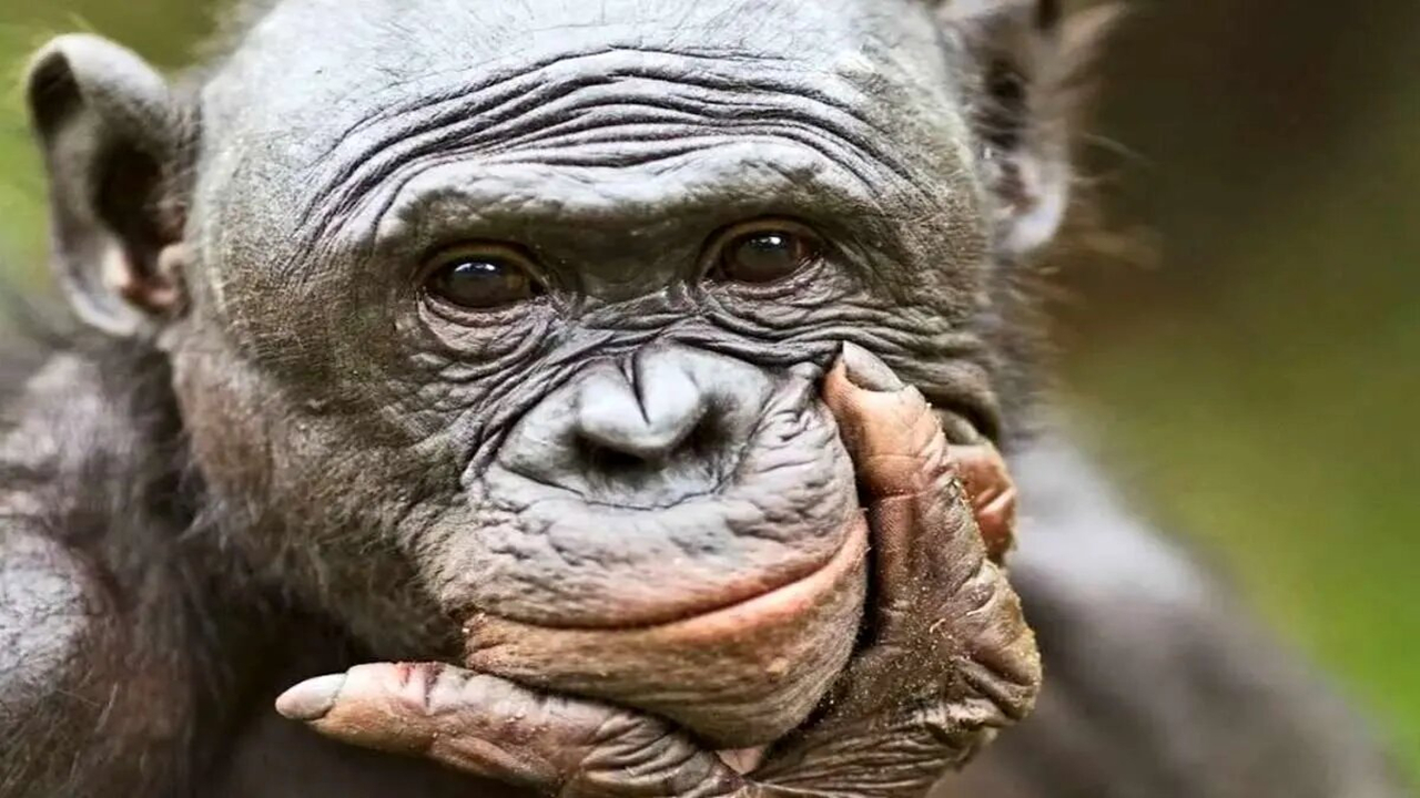 میمون‌ها هم مانند انسان‌ها تخیل می‌کنند