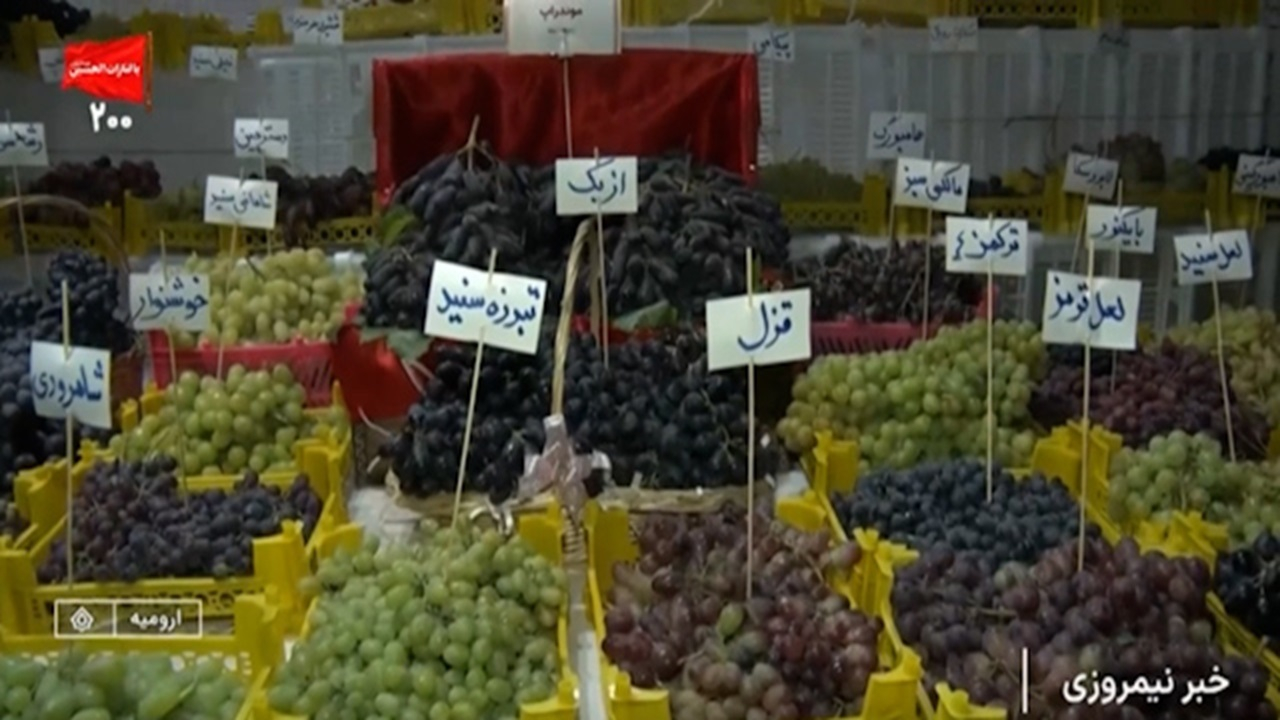 جشنواره انگور در دهکده چی‌چست ارومیه + فیلم