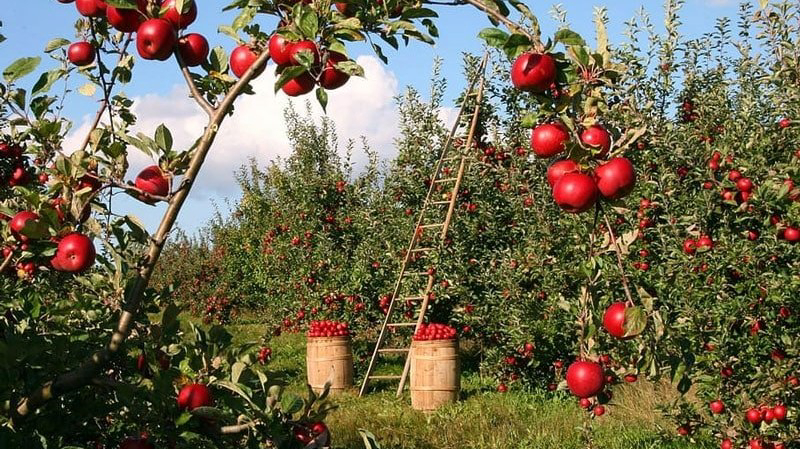 خراسان‌شمالی و سیب‌هایی که باید خوشه‌ای شوند