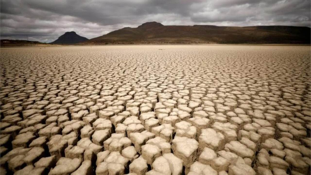 امواج گرما توانایی گیاهان در جذب دی اکسید کربن را کاهش میدهد