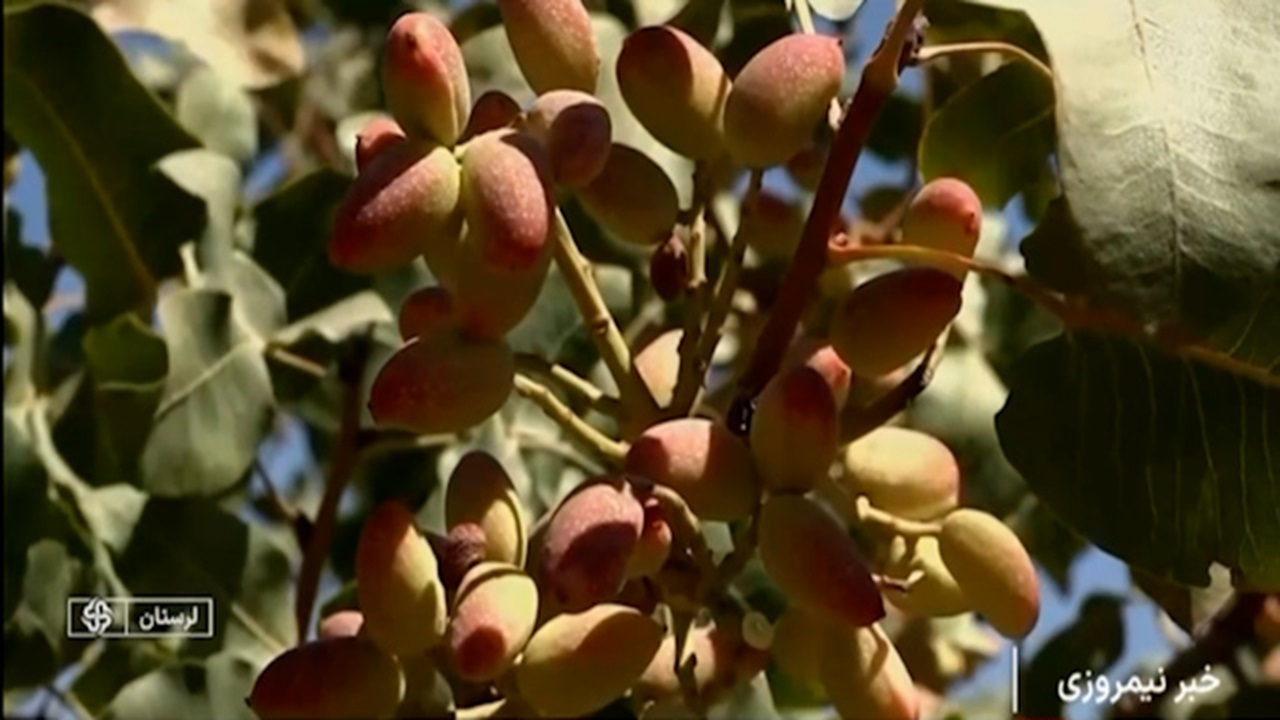 برداشت پسته از باغات لرستان + فیلم