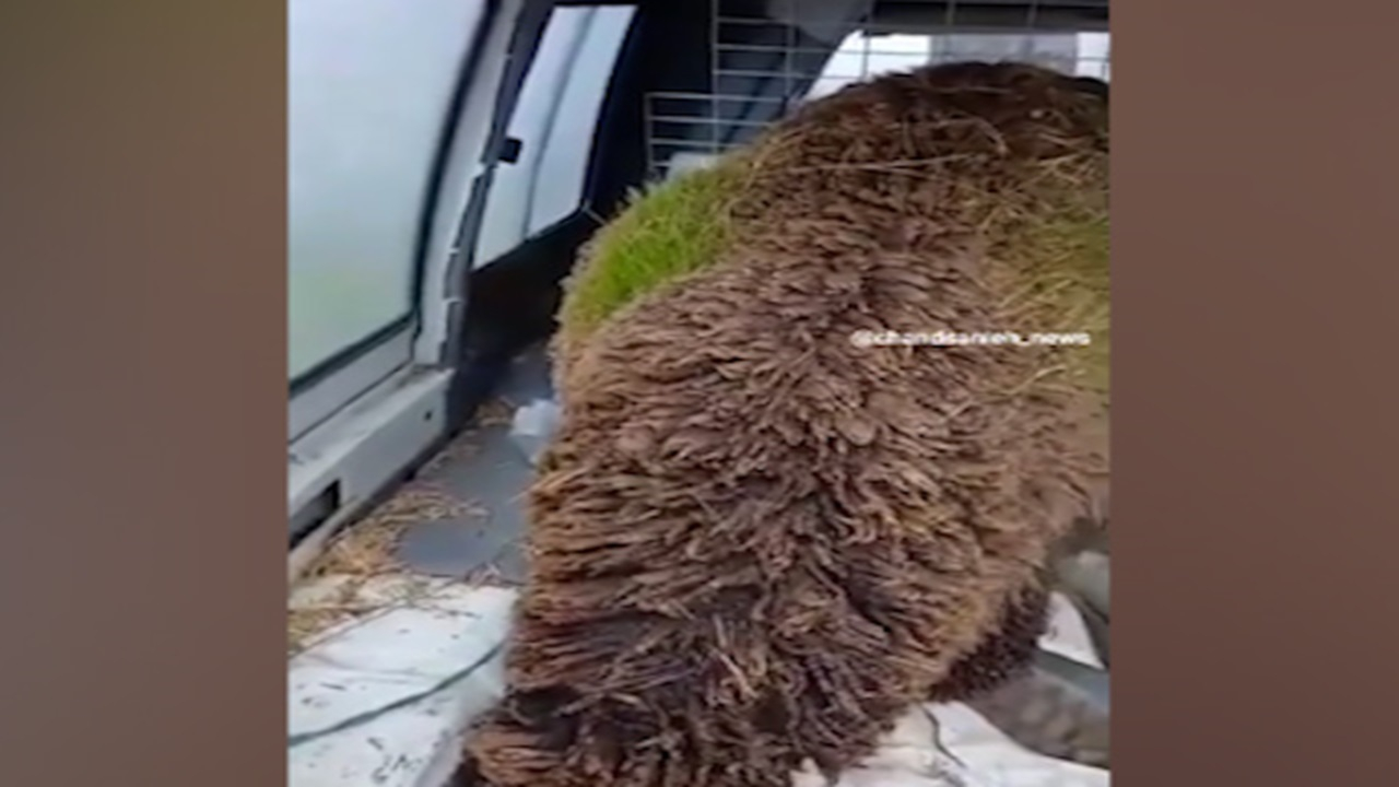 روییدن علف‌ها در پشم گوسفند در اسپانیا! + فیلم