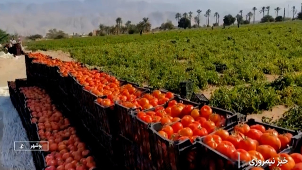 گوجههای نوبر استان بوشهر به بازار رسید + فیلم