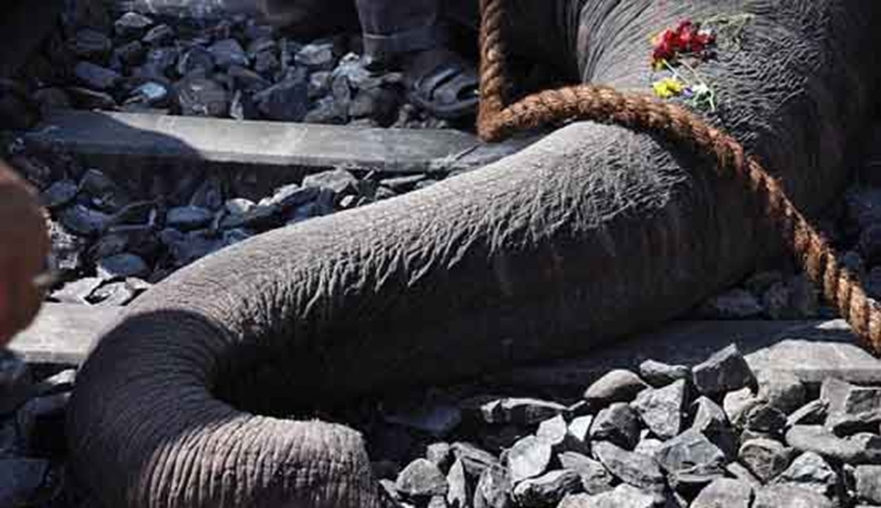 برخورد قطار با گله فیل‌ها در هند + فیلم