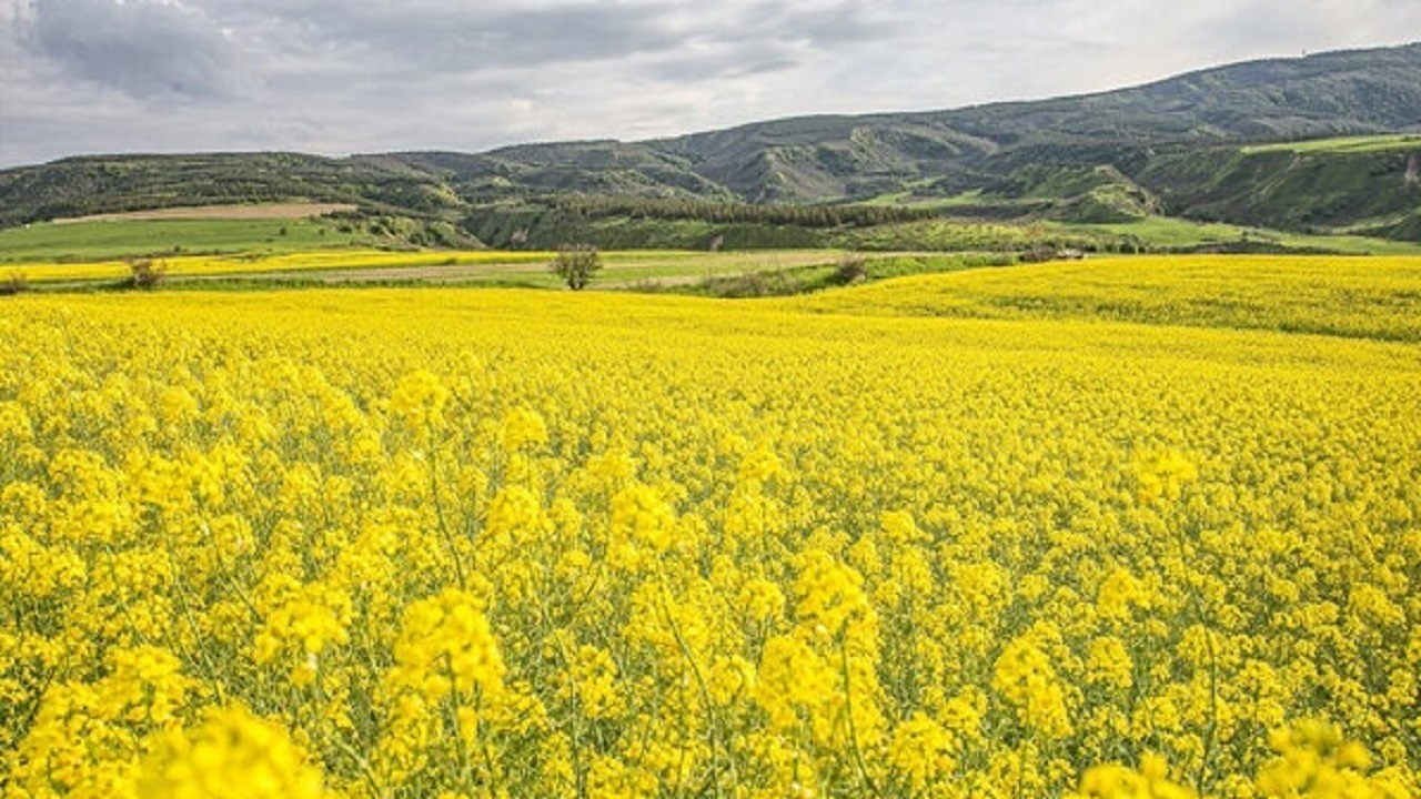 رویای خودکفایی روغن محقق میشود؟