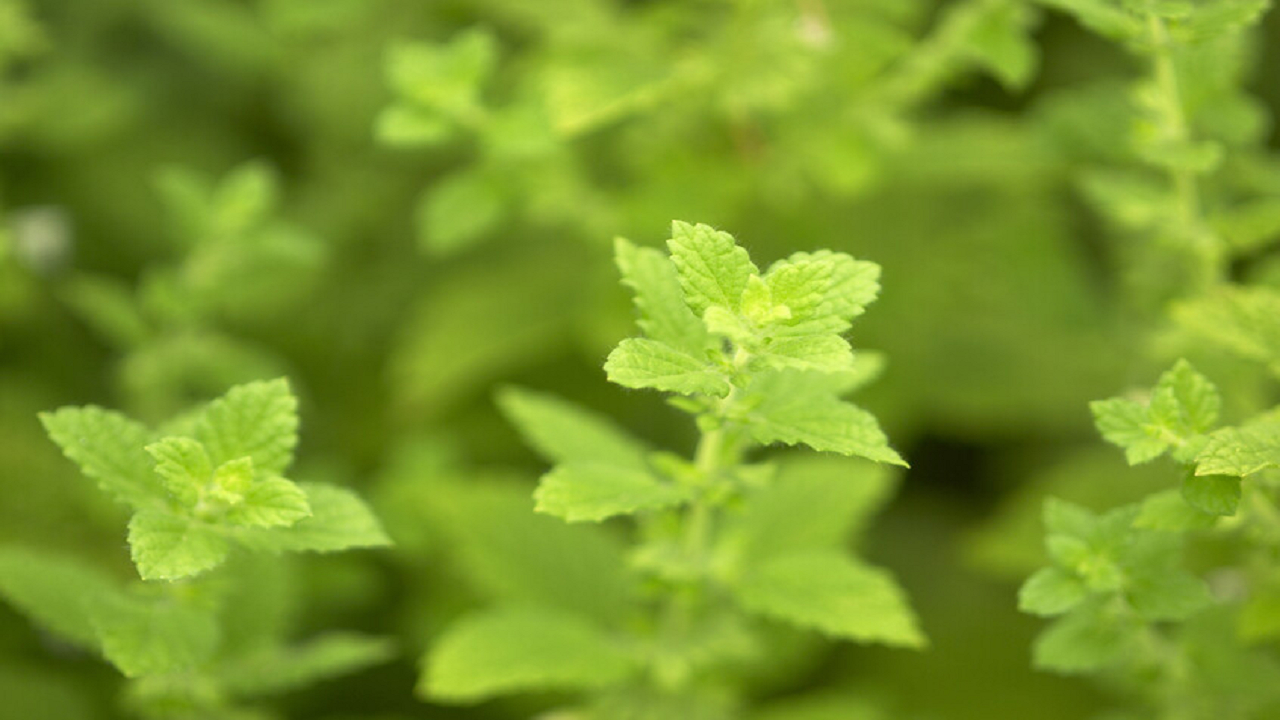 یک گیاه دارویی که از مغز در برابر التهاب محافظت میکند