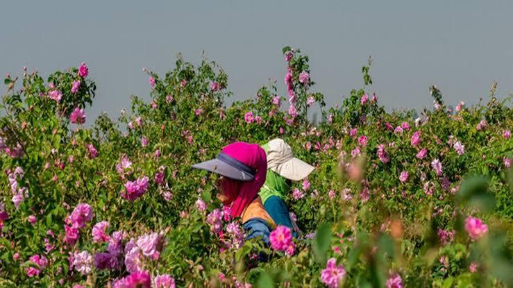 بیش از ۱۹۵ هزار کسبوکار روستایی سال ۱۴۰۴ ایجاد شد