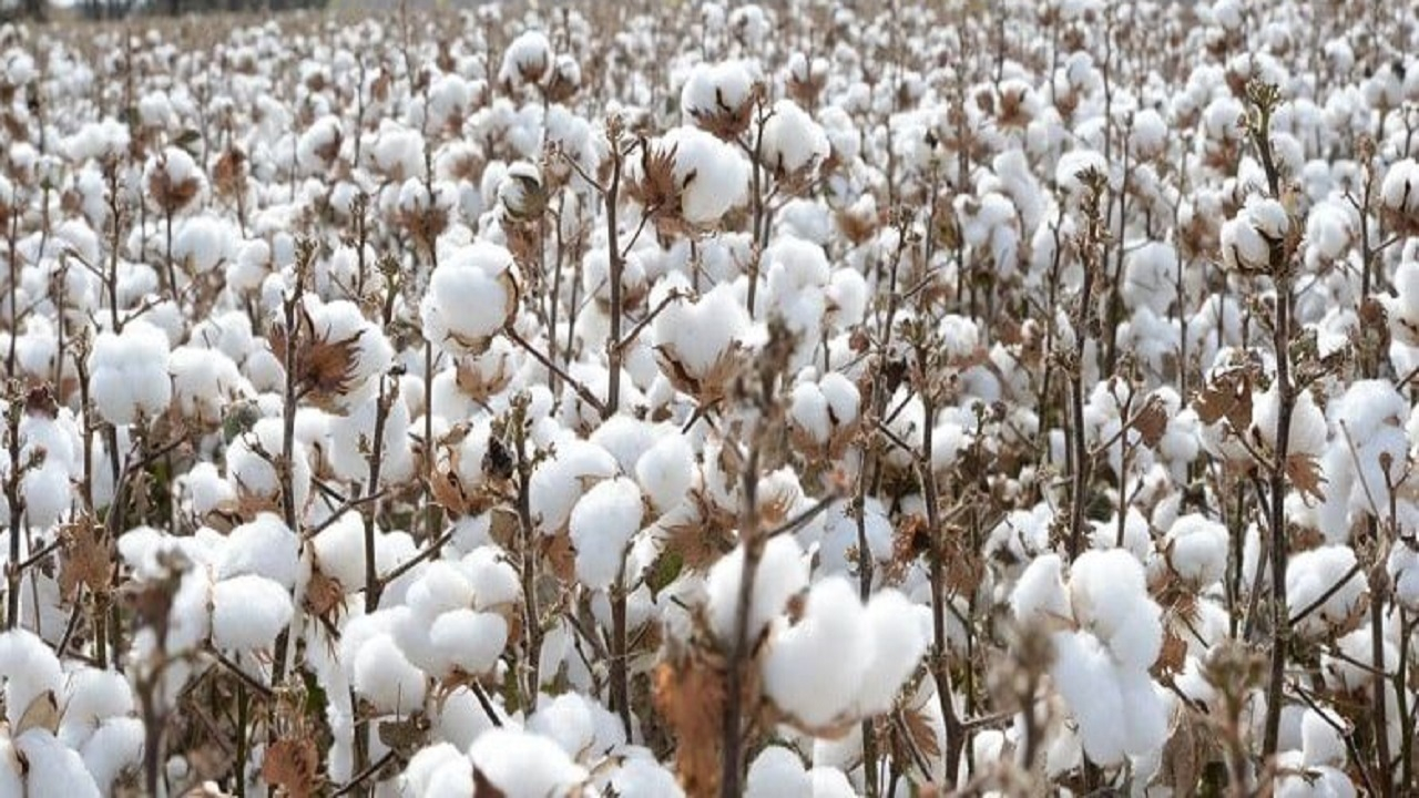 برداشت پنبه از مزارع بشرویه + فیلم
