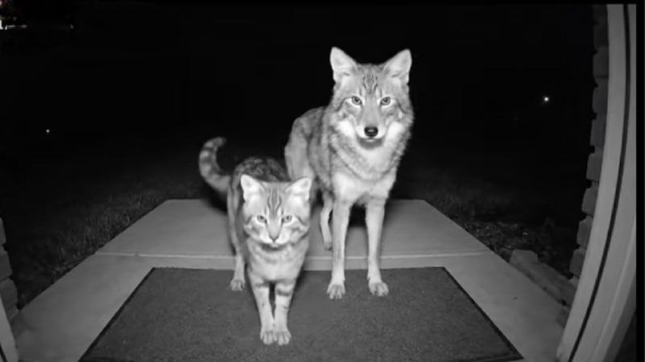 چگونه هوش مصنوعی کودکان و حیوانات را به کشتن می‌دهد؟