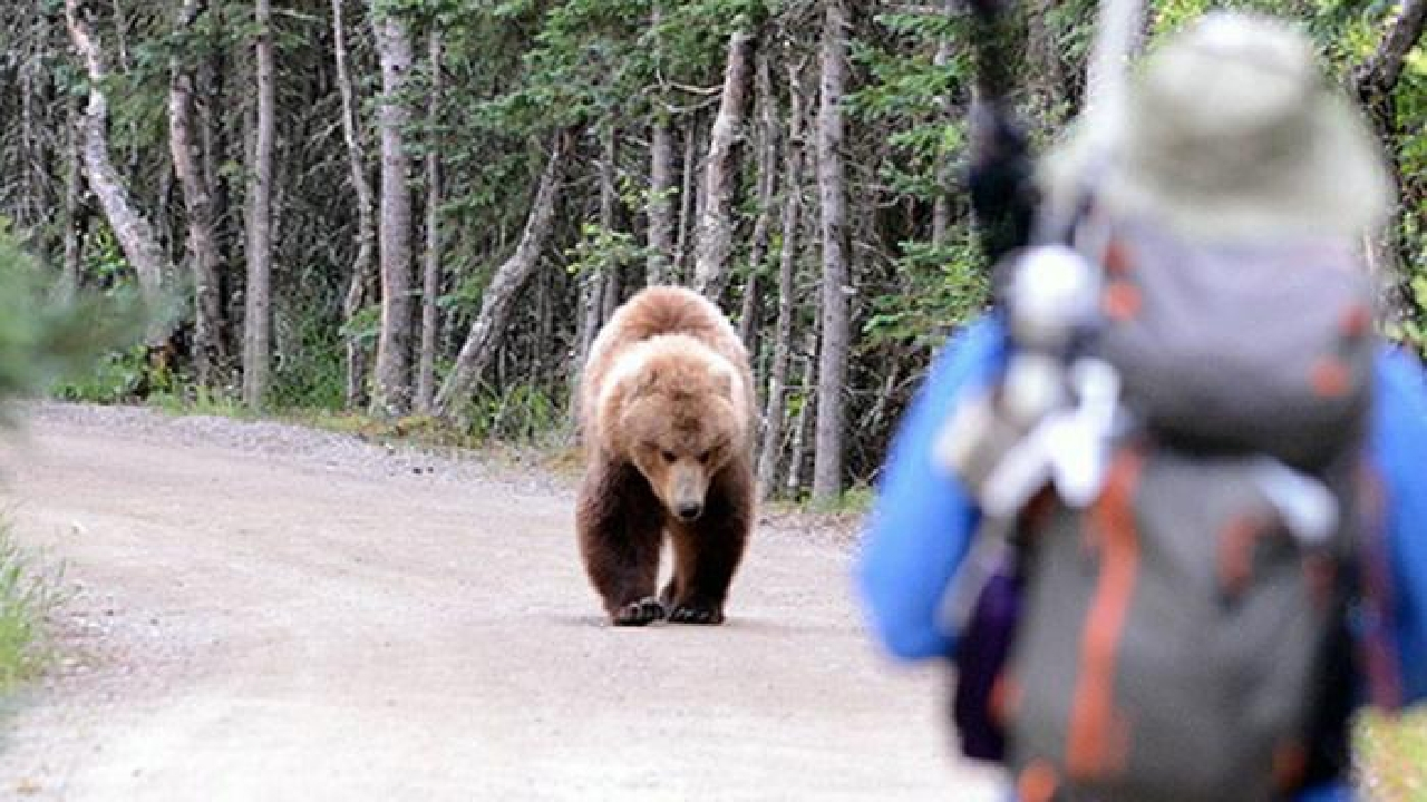 استقرار ارتش ژاپن برای مقابله با حملات مرگبار خرسها + فیلم