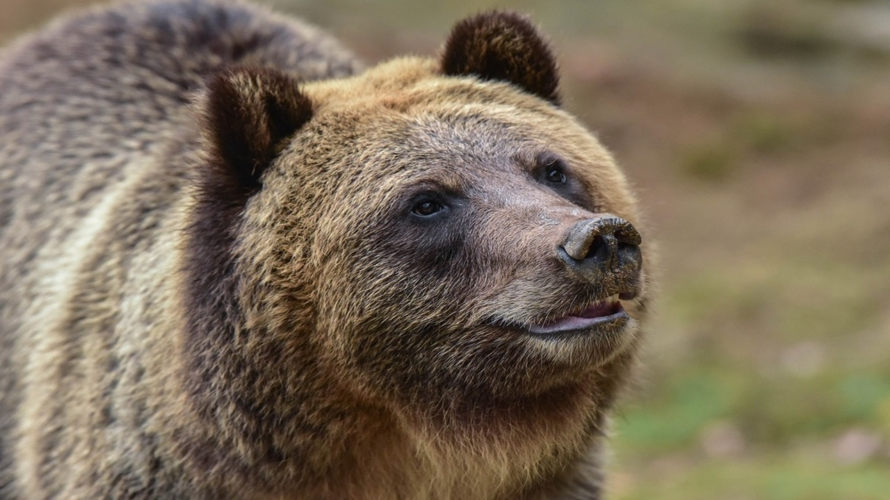 خرس بی‌رحم جوجه‌های اردک را در باغ‌وحش کشت + فیلم