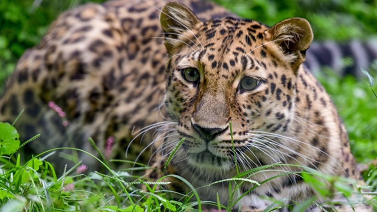 گردش پاییزی پلنگ در جنگل‌های رامسر + فیلم