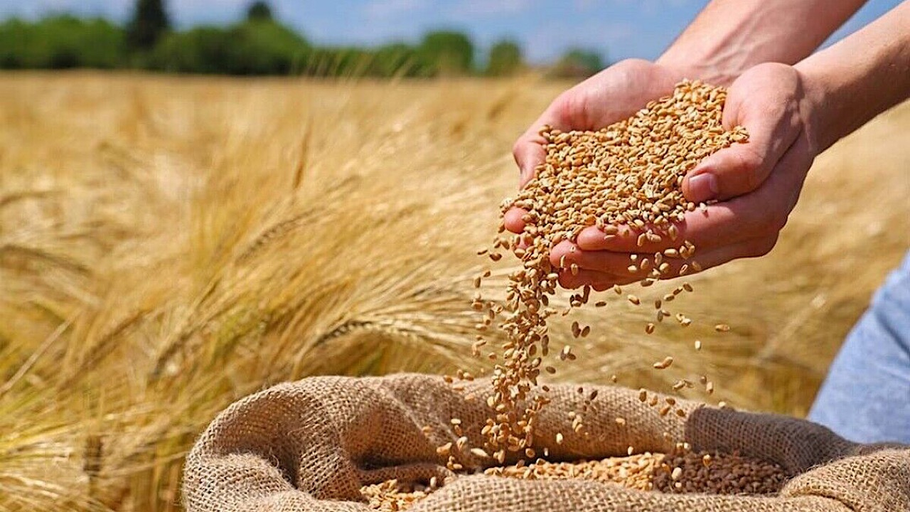 نرخ خرید تضمینی گندم ۲۹.۵۰۰ تومان تعیین شد