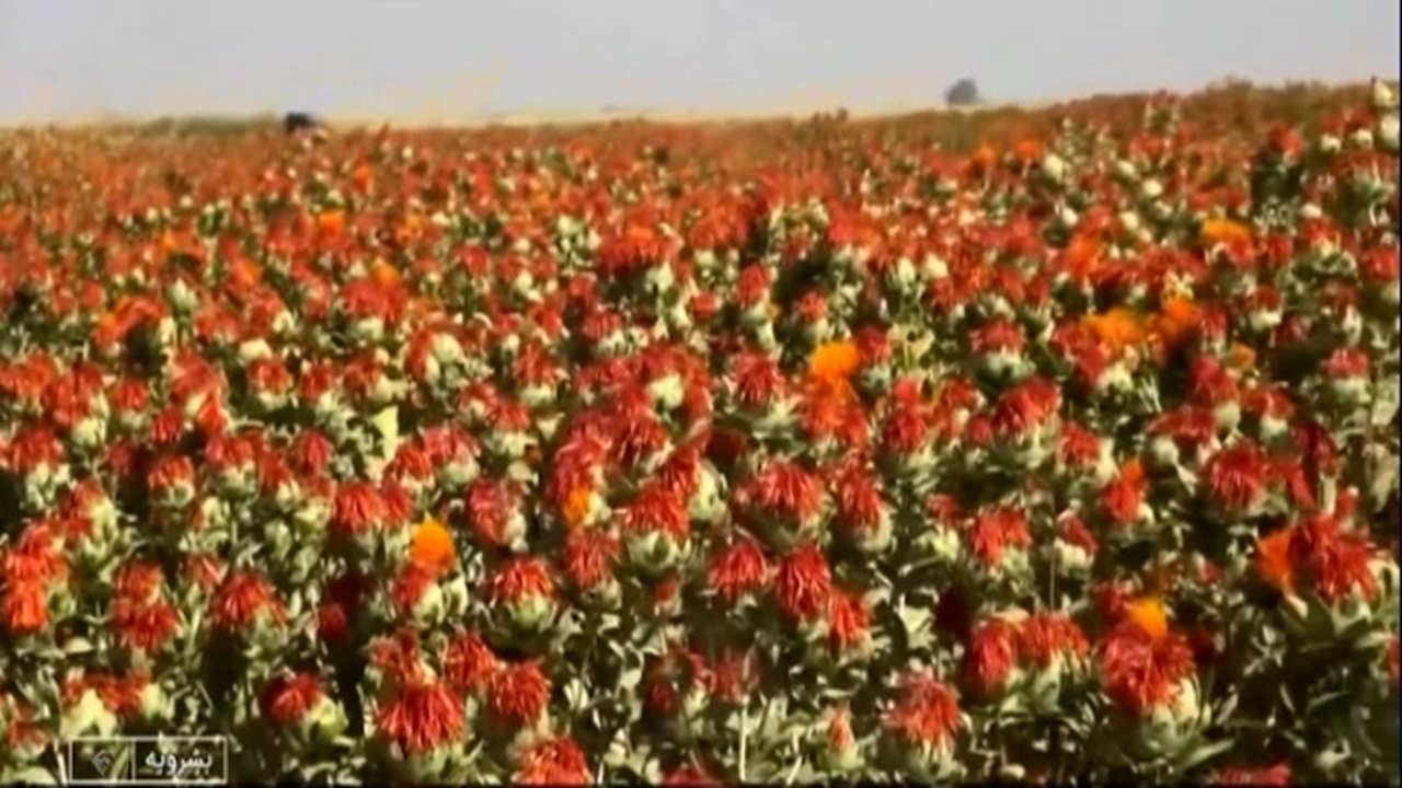 آغاز برداشت دانه روغنی گلرنگ در بشرویه + فیلم
