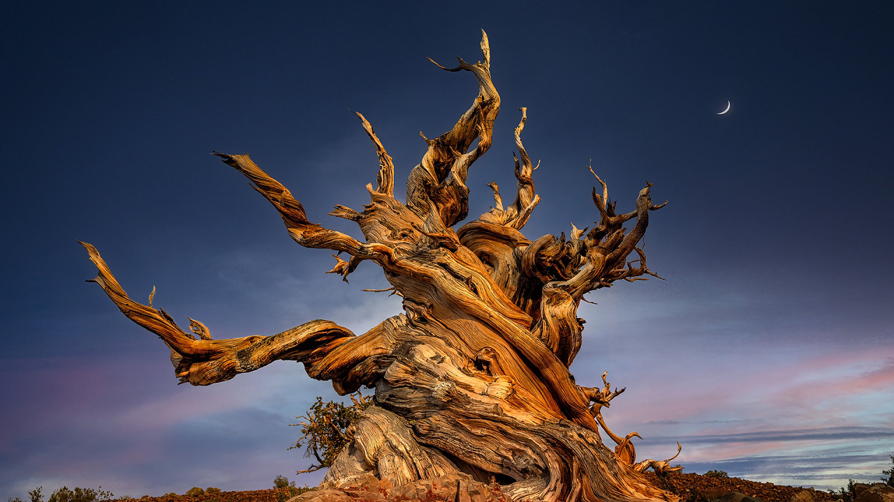 قدیمیترین موجود زنده زمین که توسط انسان از بین رفت