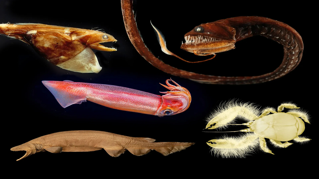 ۱۵ موجود عجیب اعماق اقیانوس که شبیه بیگانگان فضایی هستند