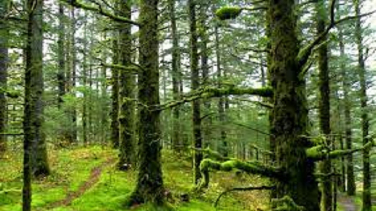 سرانه جنگل با اجرای طرح کاشت یک میلیارد درخت به ۱۹۰۰ متر‌مربع می‌رسد