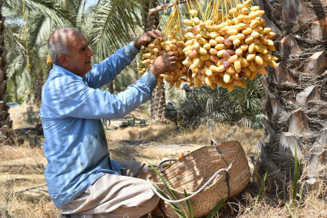 خواب پاییزی میراث فرهنگی کازرون در روز ملی خرمای خشت