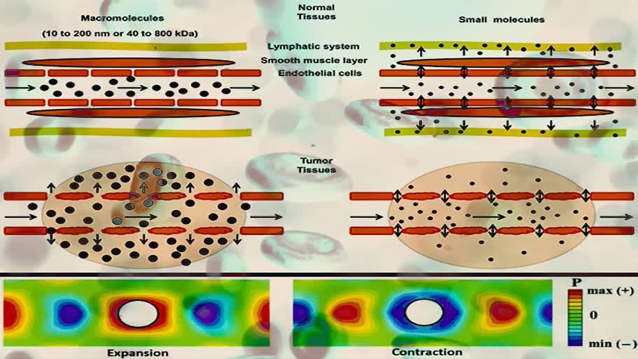 در نظر گرفتن رفتار رئولوژیکی خون برای ارزیابی آسیب به سلولهای رگ