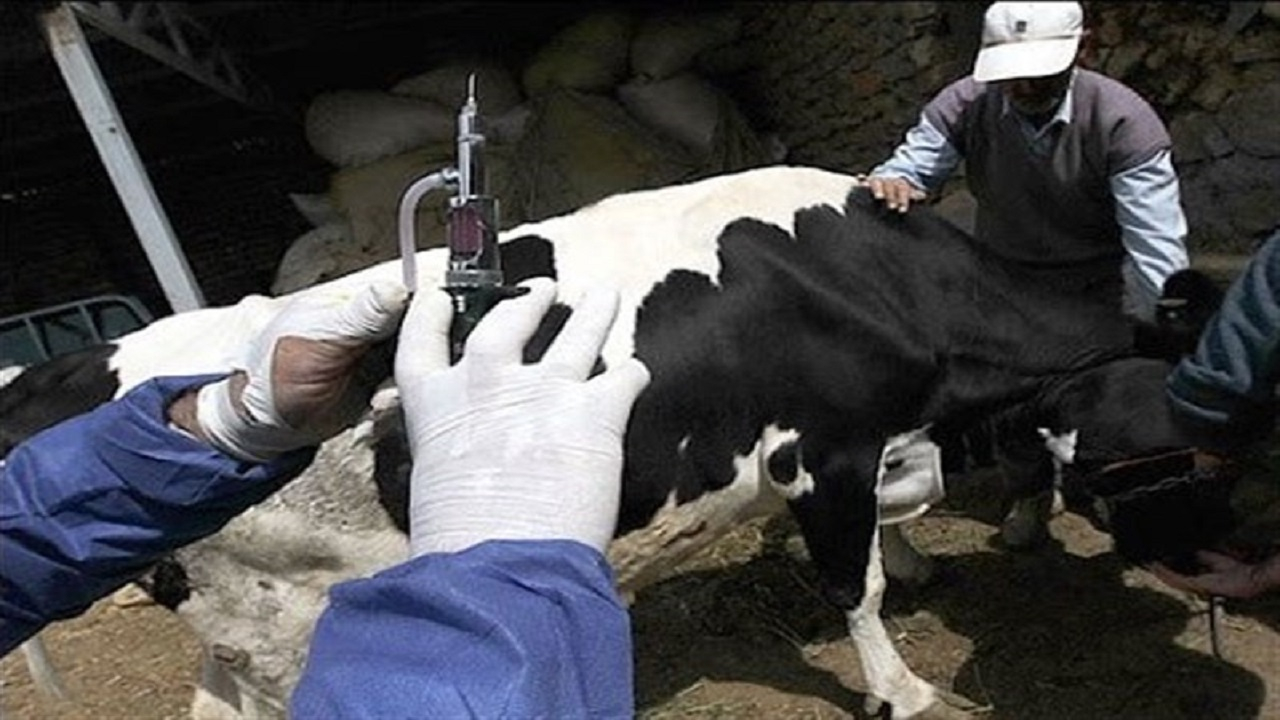 واکسیناسیون بیش از ۵۹ میلیون راس دام علیه تب برفکی/فرآورده‌های لبنی و گوشت موجود در بازار سالم هستند