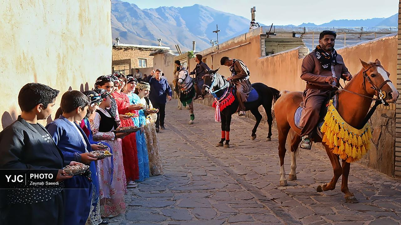 برداشت آلو در روستای حیدره قاضی خان همدان
