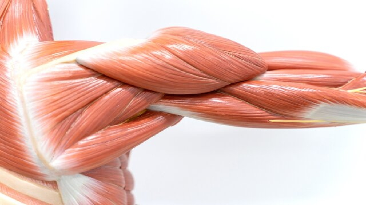 آغاز تحلیل عضلانی از ۳۰ سالگی/ نسخه‌ای برای حفظ عضلات بدن