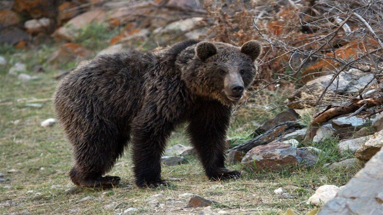 خرس قهوهای مازندران آمادهی خواب زمستانی میشود + فیلم