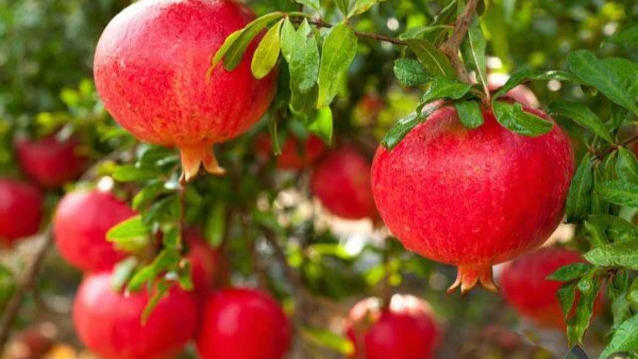 بیش از ۴۴۳ هزار تن انار در استان فارس تولید می‌شود + فیلم