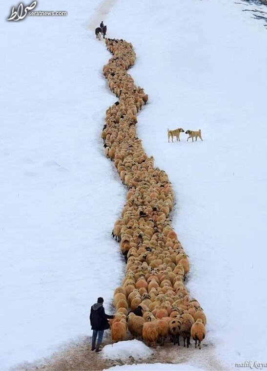 عکس/ رژه گوسفندان در یک روز برفی