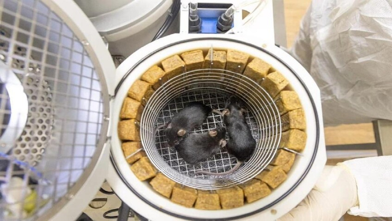 زایمان سالم موش‌های چینی که از فضا بازگشتند