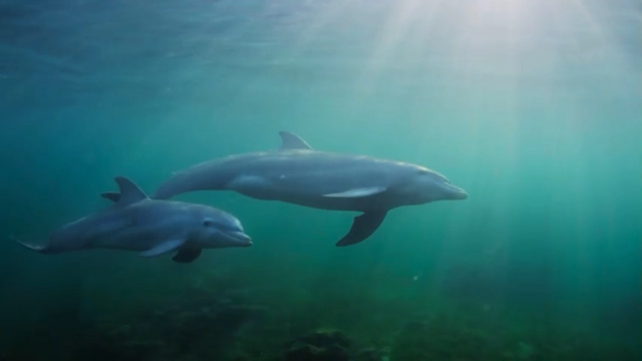 همکاری دلفین‌ها با ماهیگیران + فیلم