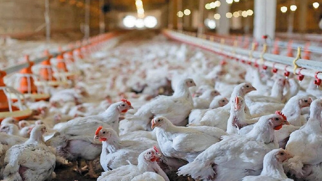 مرغی که اکنون وارد بازار می‌شود با نهاده دولتی است + فیلم