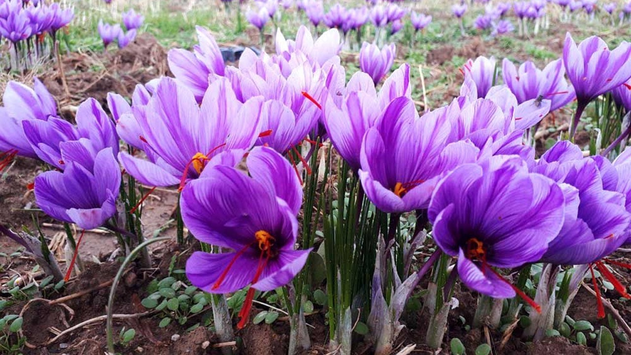 زعفران قطار اتصال دهان، معده و کبد به قلب است + فیلم