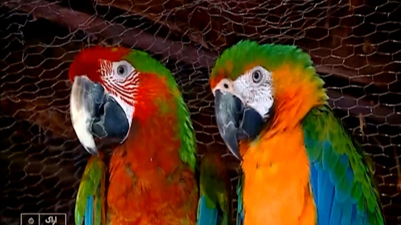 پرورش طوطی‌سانان برای جلوگیری از خروج ارز کشور + فیلم