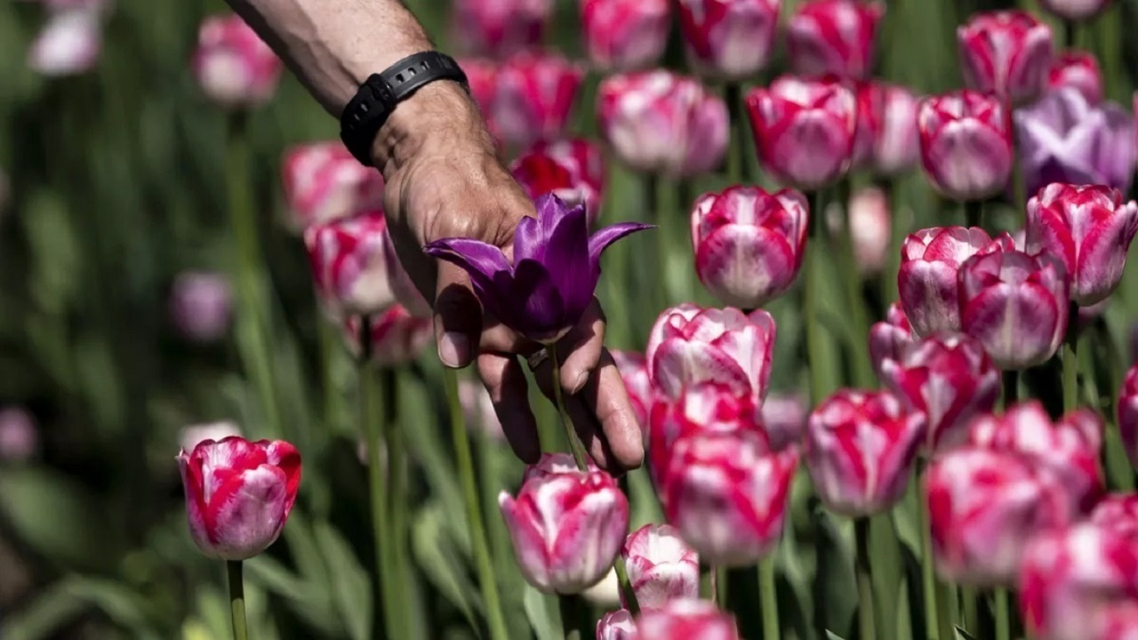هلند ۱۰۰۰۰۰ گل لاله به شهر جنگ‌زده اوکراین اهدا کرد+ فیلم