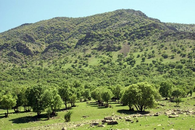 گرد و غبار و هجوم آفات نباتی تهدید جدی برای عرصه های جنگلی