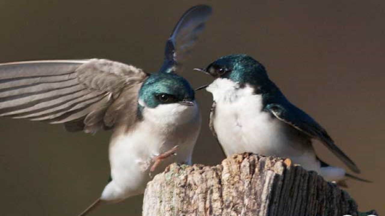 حیوانات هم فیک نیوز منتشر میکنند