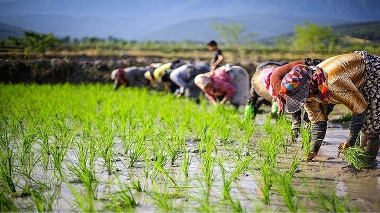 بیمه رایگان زنان سرپرست خانوار در روستاها/ حدود ۹ میلیون نفر فاقد بیمه‌ هستند
